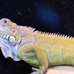 Iguana iguana Hypo albinos