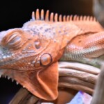 Iguana iguana Hypo albinos
