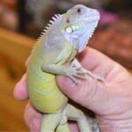 Iguana iguana Hypo albinos