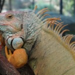 Iguana iguana