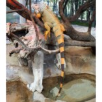 Iguana iguana
