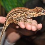 Rhacodactylus auriculatus