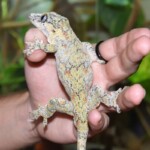 Rhacodactylus auriculatus