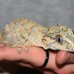 Rhacodactylus auriculatus