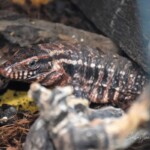 Salvator rufescens