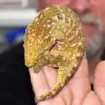 Rhacodactylus leachianus