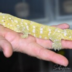 Rhacodactylus leachianus