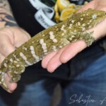 Rhacodactylus leachianus