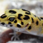 Eublepharis maculatus