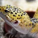 Eublepharis maculatus