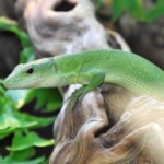 Gastropholis prasina