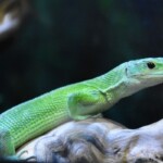Gastropholis prasina