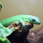 Gastropholis prasina