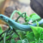 Gastropholis prasina