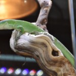 Gastropholis prasina