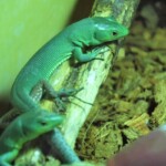 Gastropholis prasina