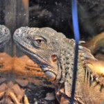 Iguana iguana