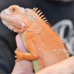 Iguana iguana Hypo albinos