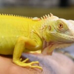 Iguana iguana Hypo albinos