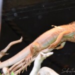 Iguana iguana Hypo albinos (4)