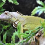 Iguana iguana Hypo albinos mâle