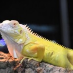 Iguana iguana albinos