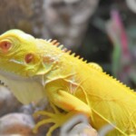 Iguana iguana albinos