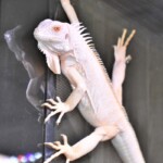 Iguana iguana