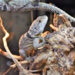 Oplurus cuvieri