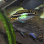 Pelvicachromis taeniatus