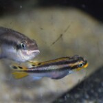 Pelvicachromis taeniatus