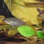 Pelvicachromis taeniatus