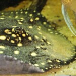 Potamotrygon Itaituba P14 albimaculata