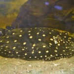 Potamotrygon Itaituba P14 albimaculata