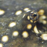 Potamotrygon Itaituba P14 albimaculata