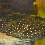 Potamotrygon Itaituba P14 albimaculata