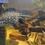 Potamotrygon Itaituba P14 albimaculata