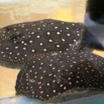 Potamotrygon Itaituba P14 albimaculata