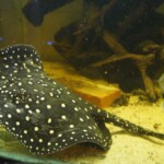 Potamotrygon Itaituba P14 albimaculata