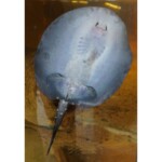 Potamotrygon Itaituba P14 albimaculata