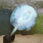 Potamotrygon motoro