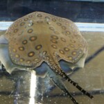 Potamotrygon motoro