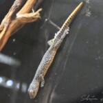 Strophurus taenicauda