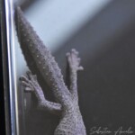 Strophurus williamsi