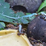 Takydromus dorsalis