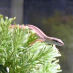 Takydromus sexlineatus