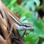 Takydromus sexlineatus