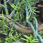 Takydromus sexlineatus