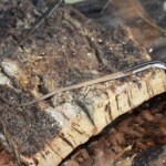 Takydromus sexlineatus