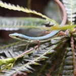 Takydromus smaragdinus